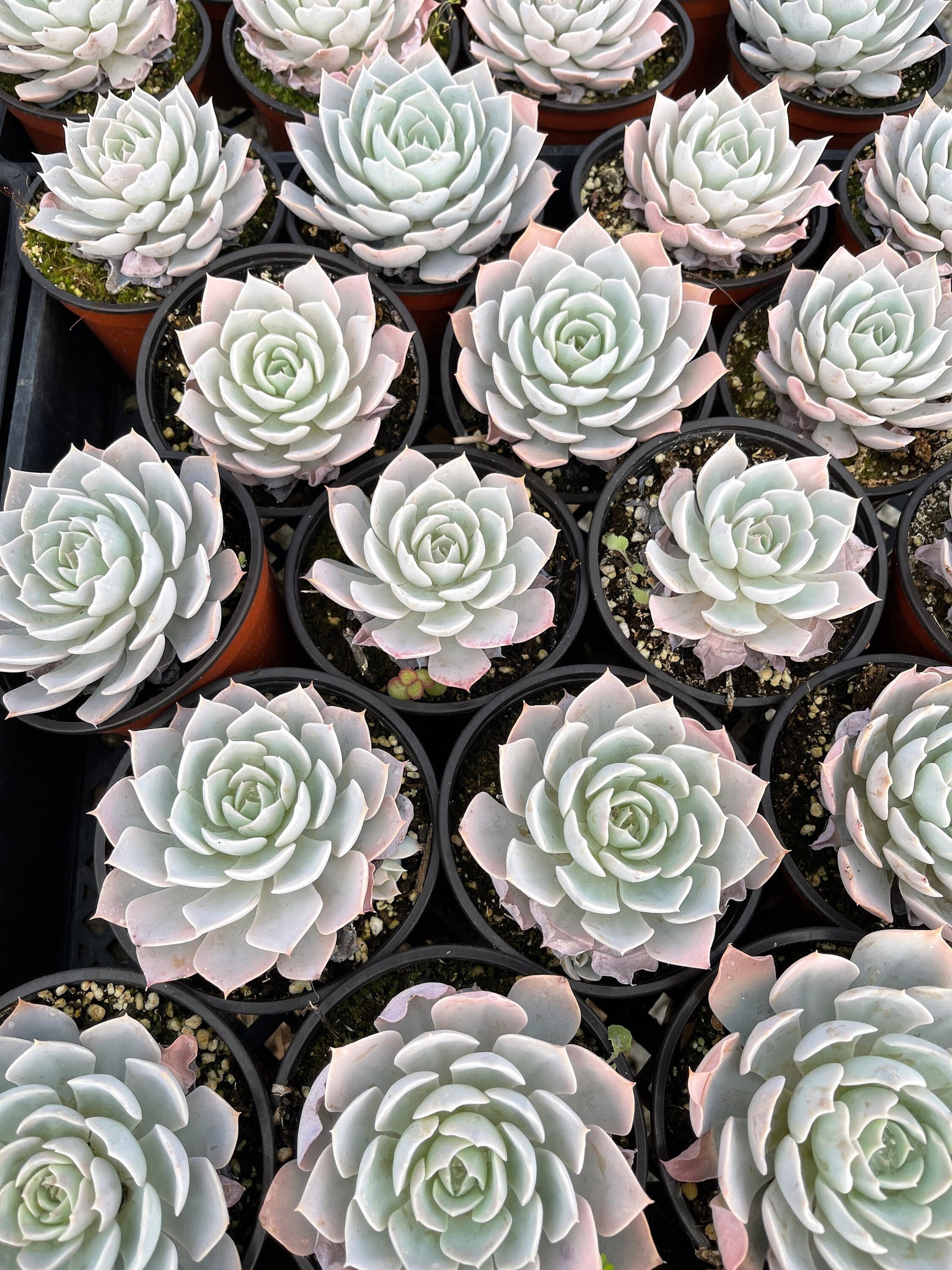 echeveria subsessilis succulent Echeveria Subsessilis Echeveria Peacockii 4” pot – Dose of Succulents