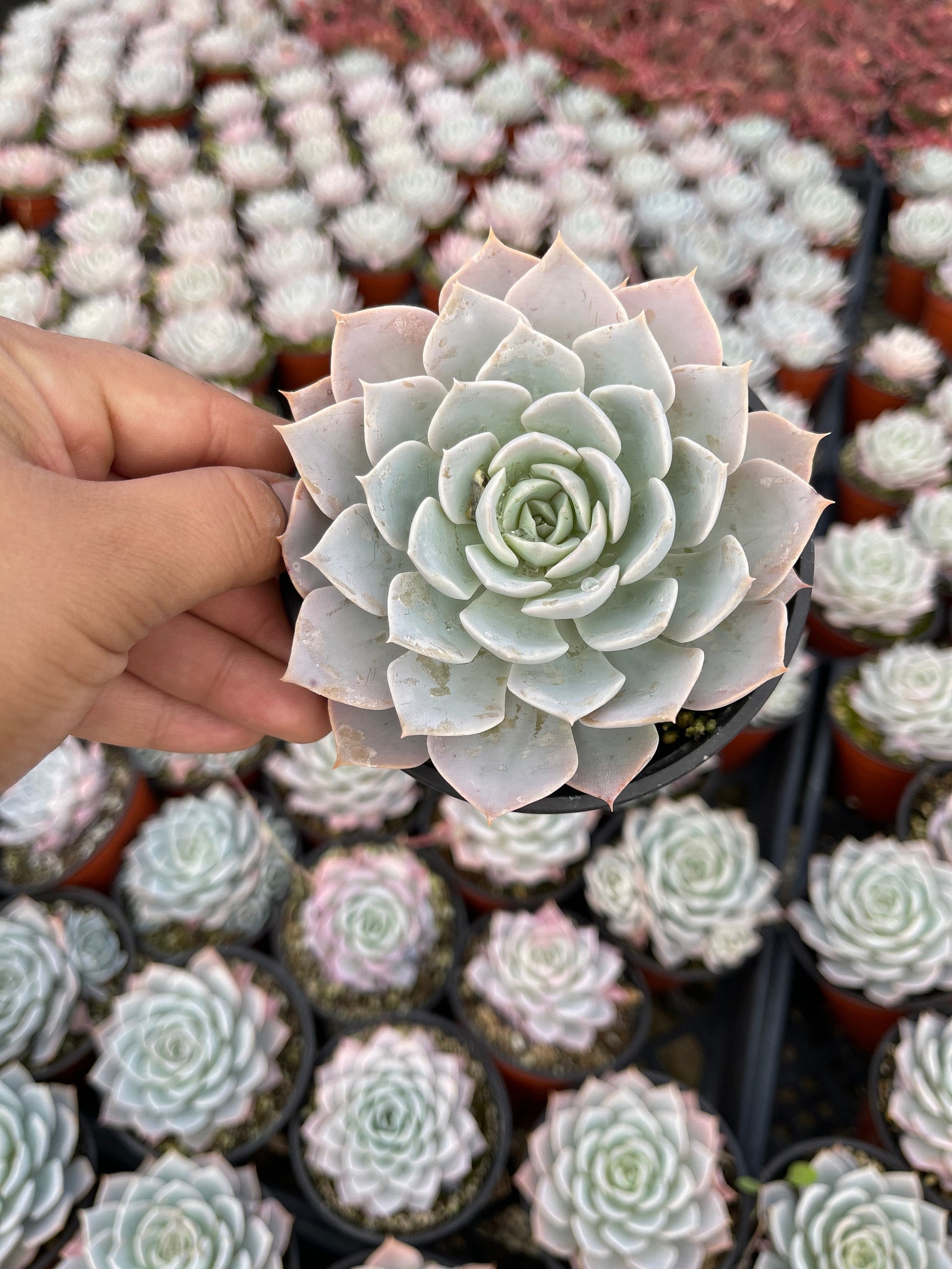 peacockii succulent Echeveria Subsessilis Echeveria Peacockii 4” pot – Dose of Succulents