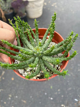 Load image into Gallery viewer, 4” euphorbia Medusa plant