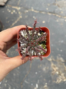 2” mini euphorbia Medusa plant
