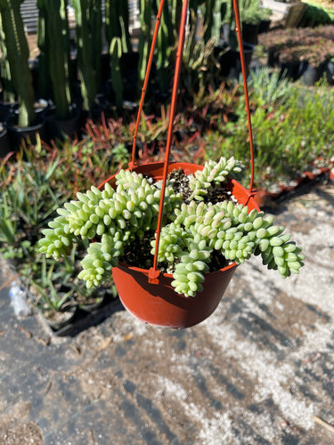 Sedum Burros Tail Sedum Donkey Tail - 6''