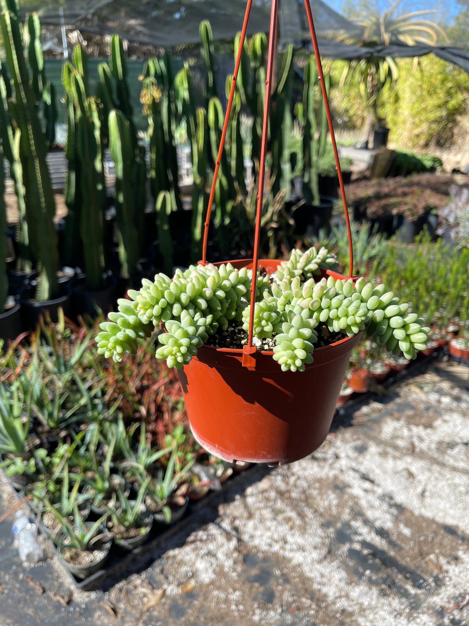 sedum burro's tail succulent Sedum Burros Tail Sedum Donkey Tail