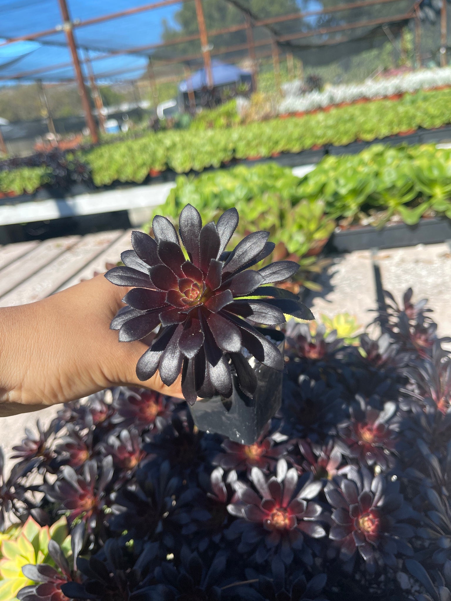 black succulent pot tall single Aeonium black rose 2” pot rose looking Succulent – Dose of Succulents