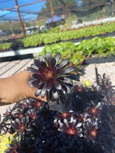 tall single Aeonium black rose 2” pot rose looking Succulent
