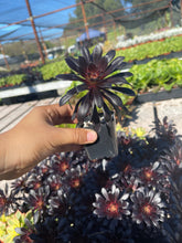 Load image into Gallery viewer, tall single Aeonium black rose 2” pot rose looking Succulent