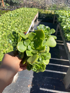 Aeonium lily pad low growing succulent green 