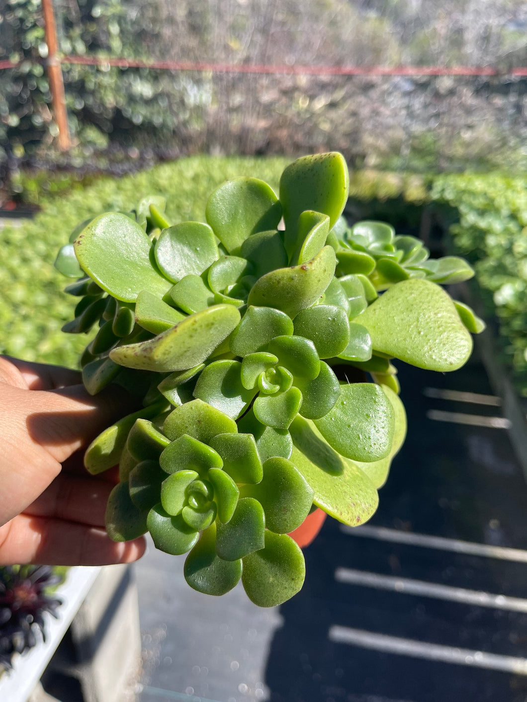 Aeonium lily pad succulent small rosettes