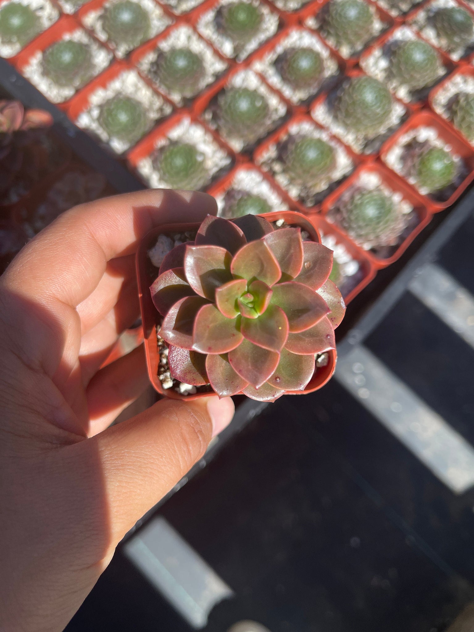 melaco succulent Echeveria Melaco Succulent 2'' Pot Live Plant – Dose of Succulents