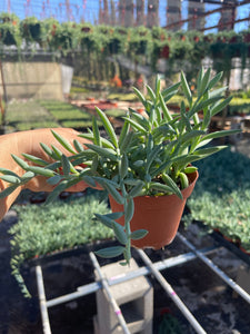 fish succulent plant Fish hook Succulent Senecio Radicans Glauca 4'' pot Live Plant Strings – Dose of Succulents