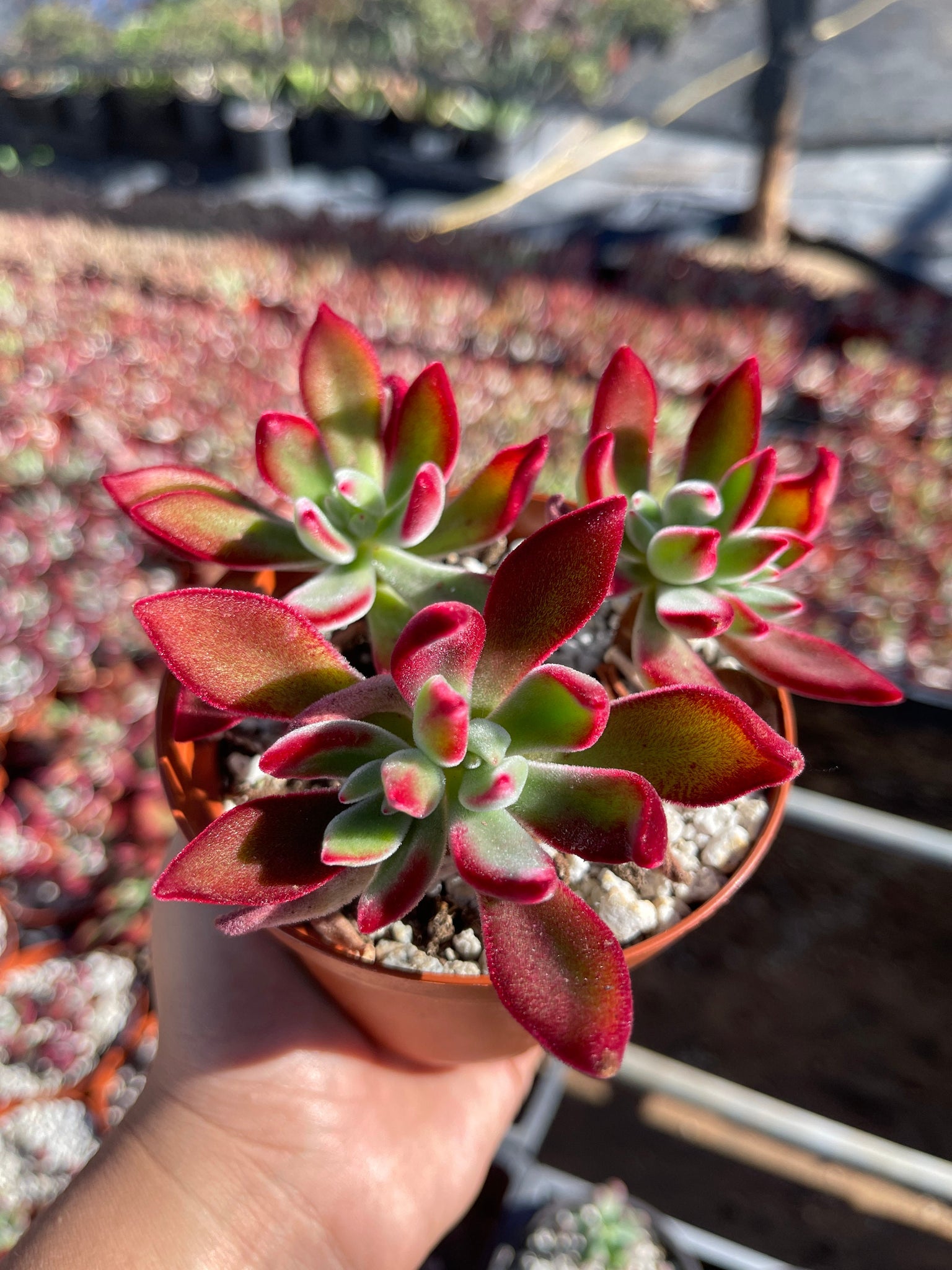 ruby red succulent Echeveria ruby slippers red colors – Dose of Succulents