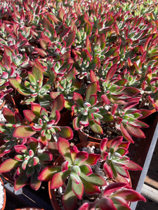 succulent ruby slippers Echeveria ruby slippers red colors – Dose of Succulents