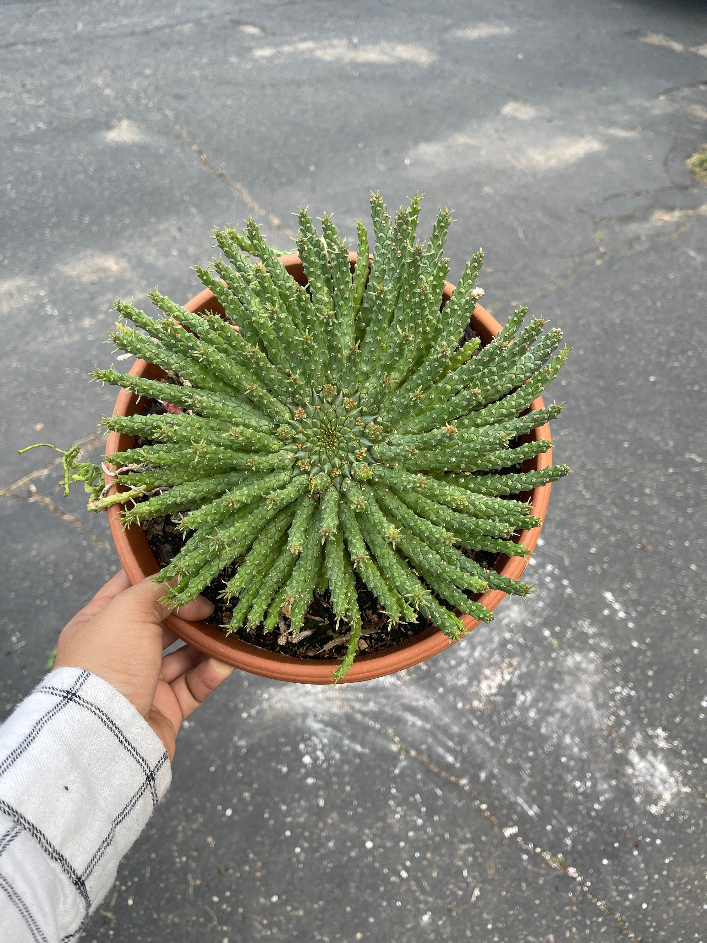 Euphorbia flanaganii Euphorbia Medusa Head – Dose of Succulents