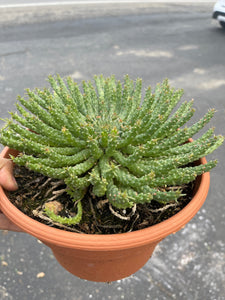 Euphorbia flanaganii Euphorbia Medusa Head