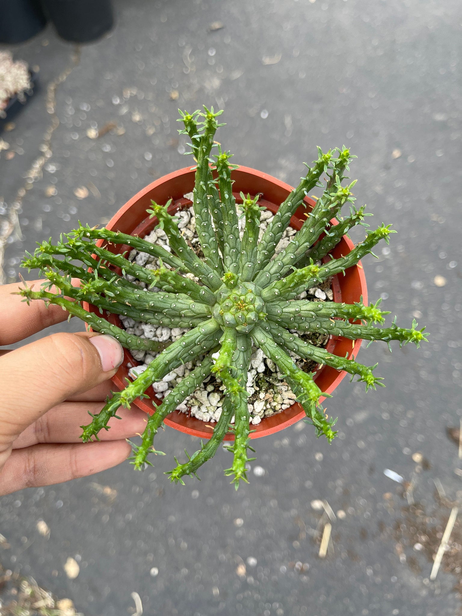medusa succulent Euphorbia Medusa Euphorbia flanaganii 4'' pot Live Plant – Dose of Succulents