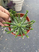 Load image into Gallery viewer, 4” euphorbia Medusa plant