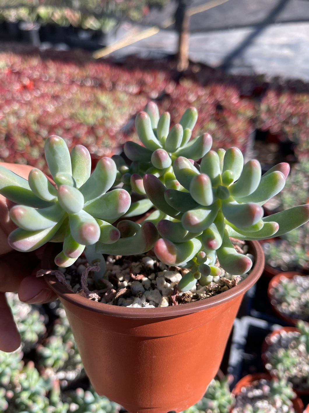 sedum pachyphyllum succulent Sedum Pachyphyllum 4'' pot – Dose of Succulents