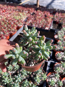 sedum pachyphyllum succulent Sedum Pachyphyllum 4'' pot – Dose of Succulents