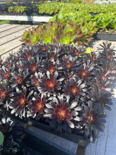 Load image into Gallery viewer, tall single Aeonium black rose 2” pot rose looking Succulent