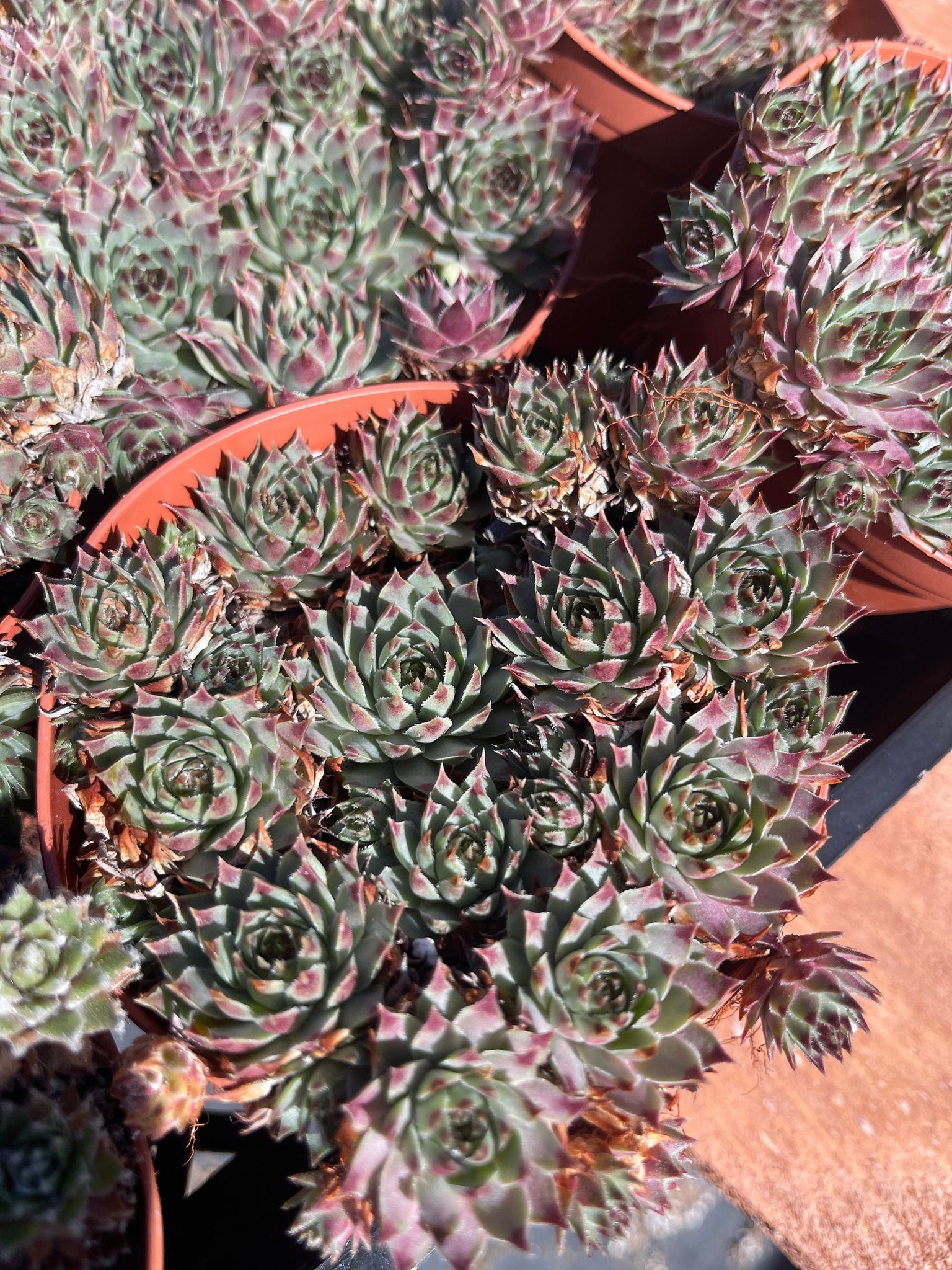 bjs succulents Sempervivum Calcareum