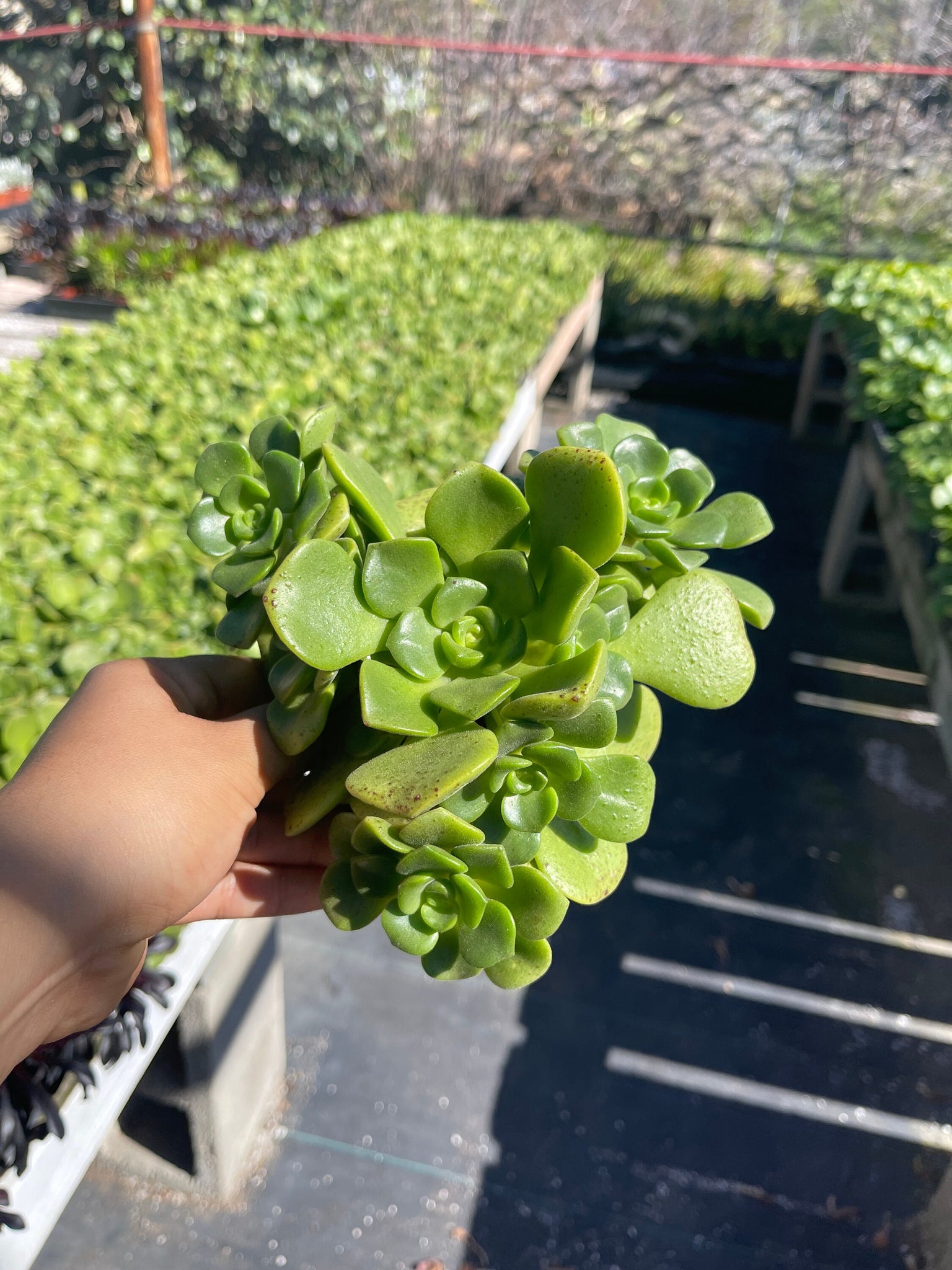 lily pad succulent care Aeonium Lily Pad – Dose of Succulents