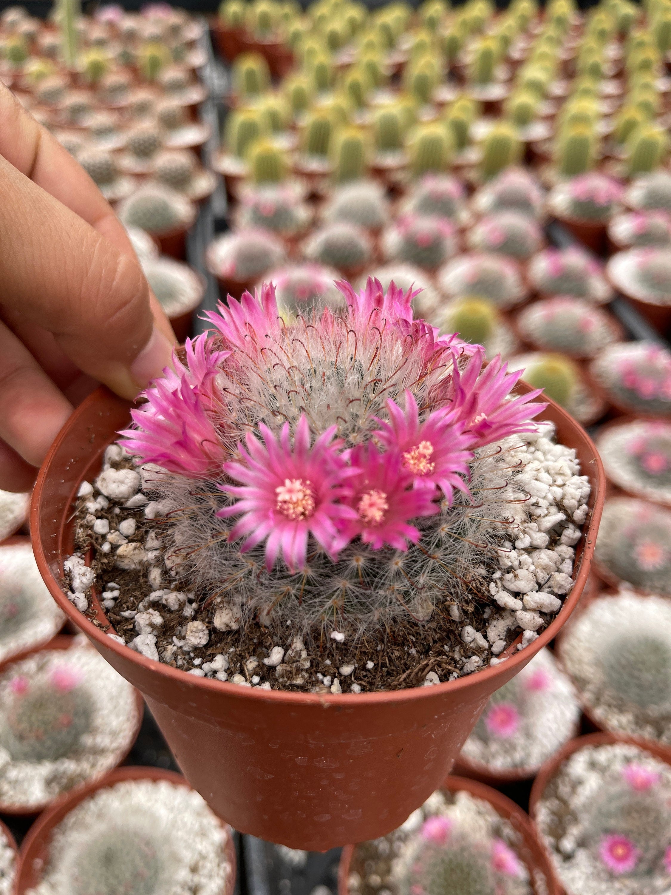 mammillaria bocasana 4” pot – Dose of Succulents