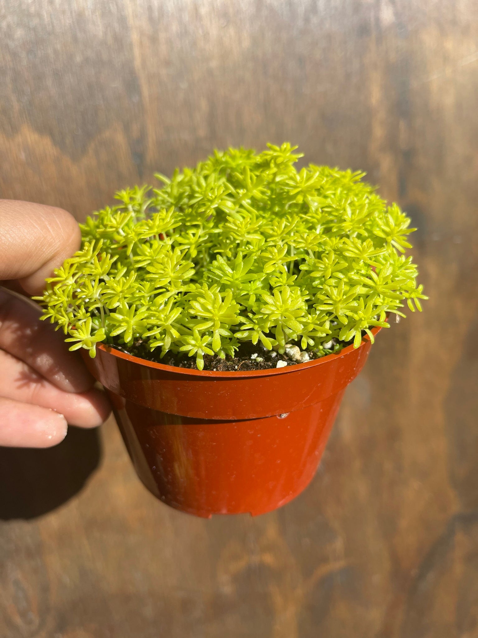 sedum golden moss succulent Sedum Lemon Ball Sedum Gold Moss