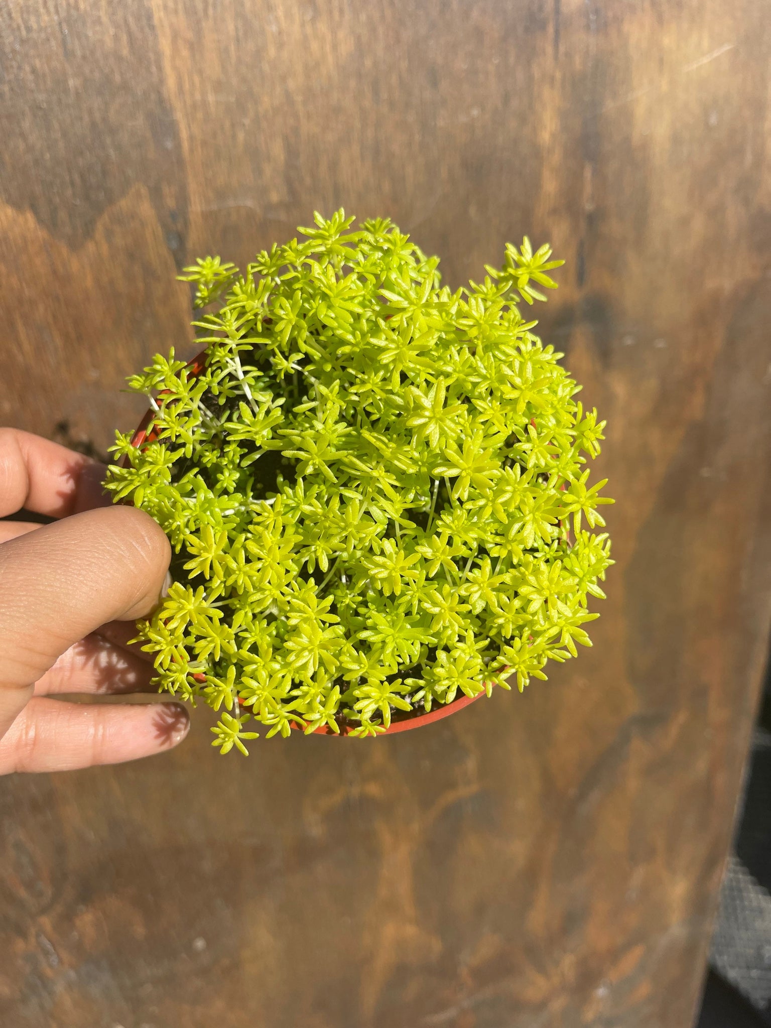 succulent moss Sedum Lemon Ball Sedum Gold Moss