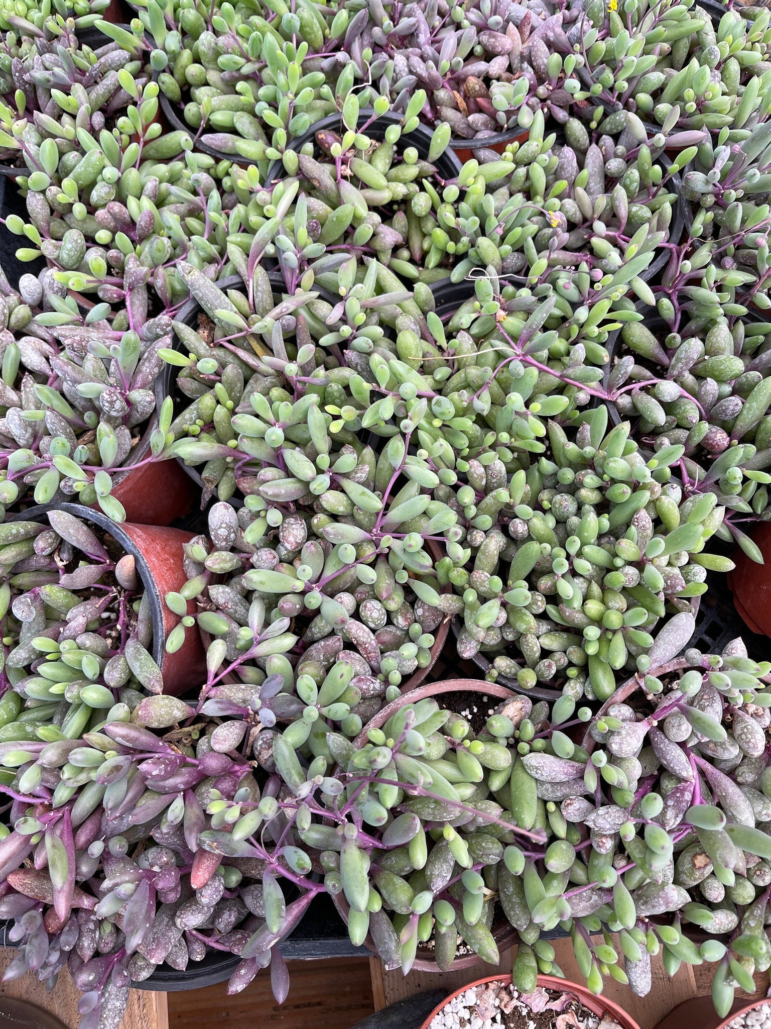purple necklace succulent Ruby's Necklace Othonna Capensis 4” pot – Dose of Succulents