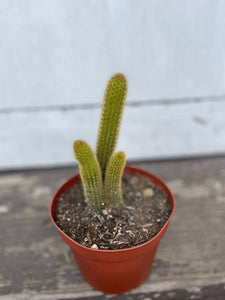 6” Golden Fox Tail Cactus