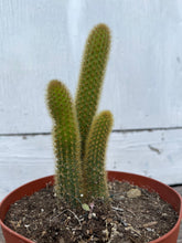 Load image into Gallery viewer, 6” Golden Fox Tail Cactus