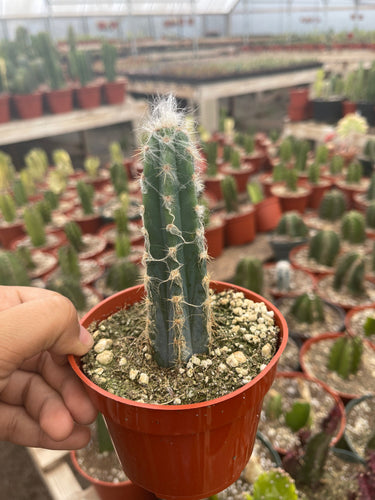 Pilosocereus Pachycladus 4” pot