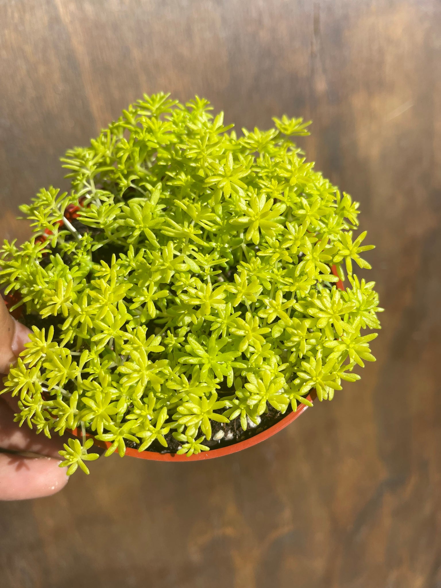sedum golden moss succulent Sedum Lemon Ball Sedum Gold Moss