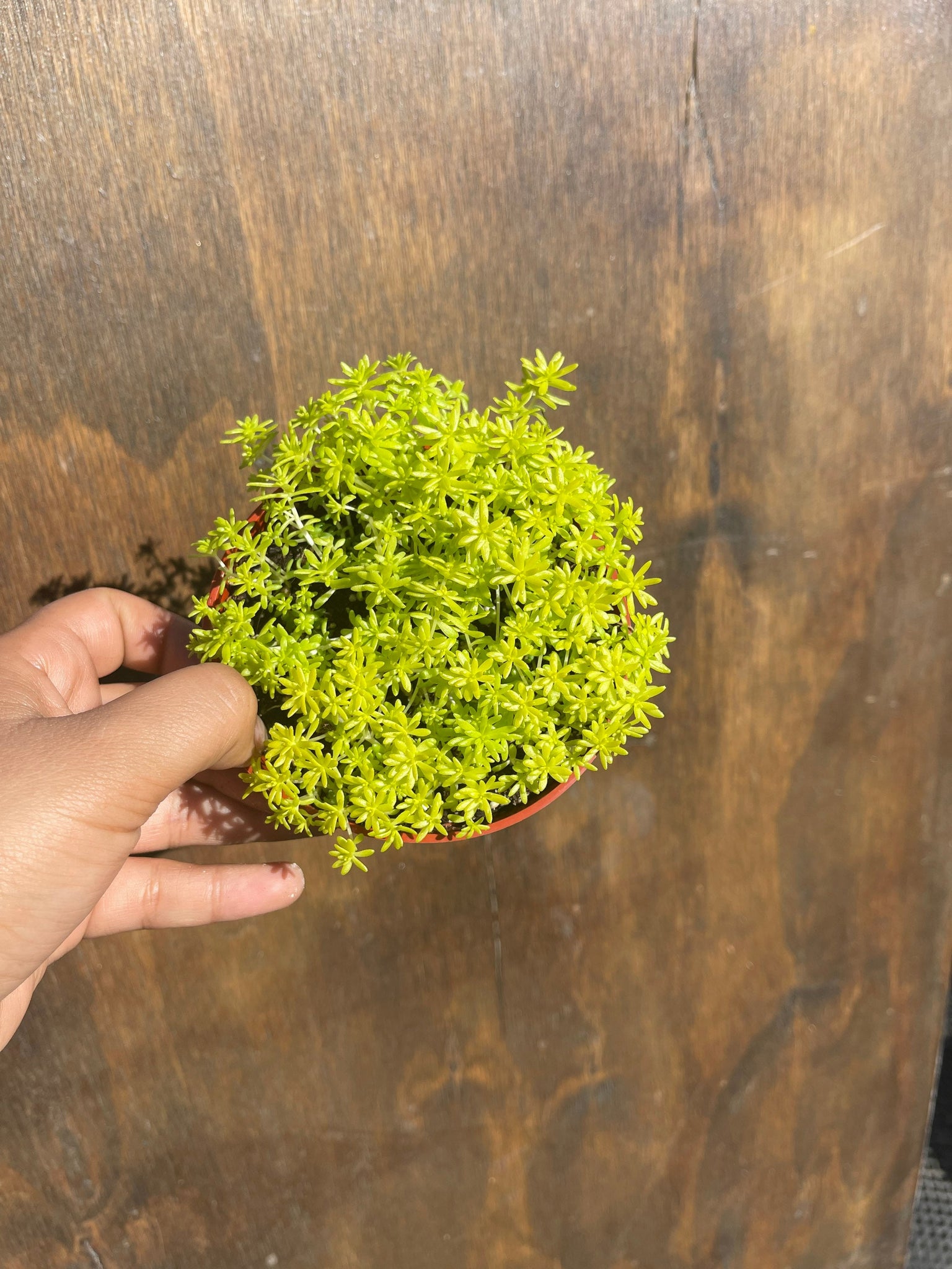 sedum golden moss succulent Sedum Lemon Ball Sedum Gold Moss