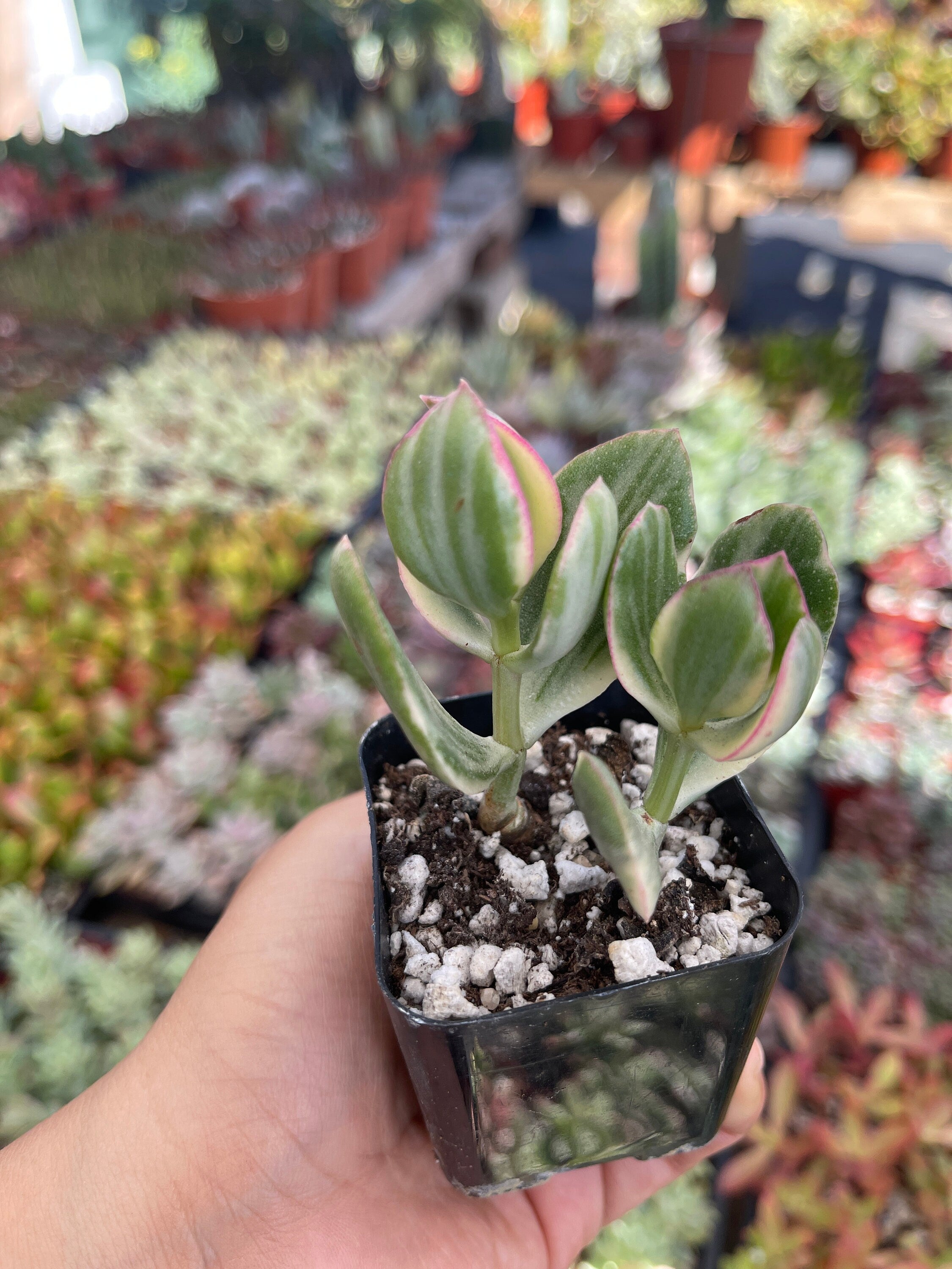 tricolor variegated jade plant Variegated Jade Plant Crassula 2'' pot – Dose of Succulents