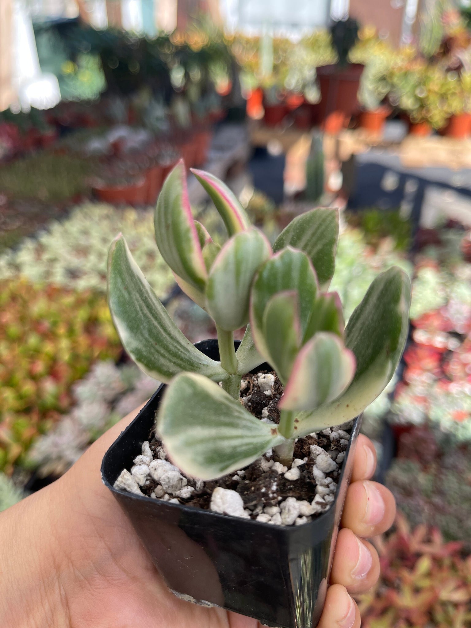 varigated jade plant Variegated Jade Plant Crassula 2'' pot – Dose of Succulents