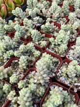 Load image into Gallery viewer, 2” burros Tail Sedum Donkey tail plant