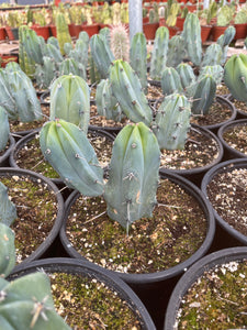 Branched Myrtillocactus Geometrizans Blue Candle Stick Plant