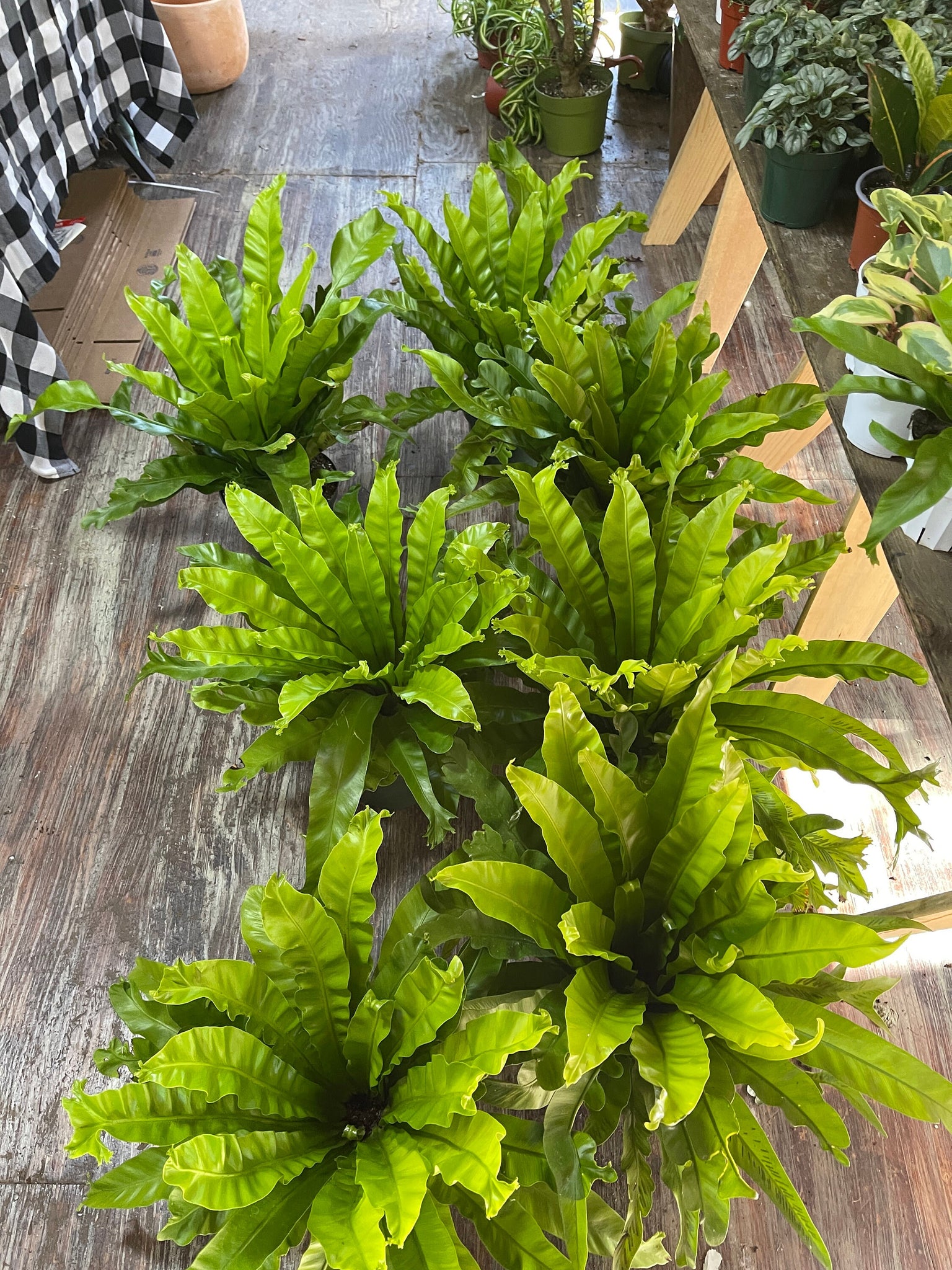bird's nest fern in pots Asplenium Nidus Bird's Nest Fern Leslie
