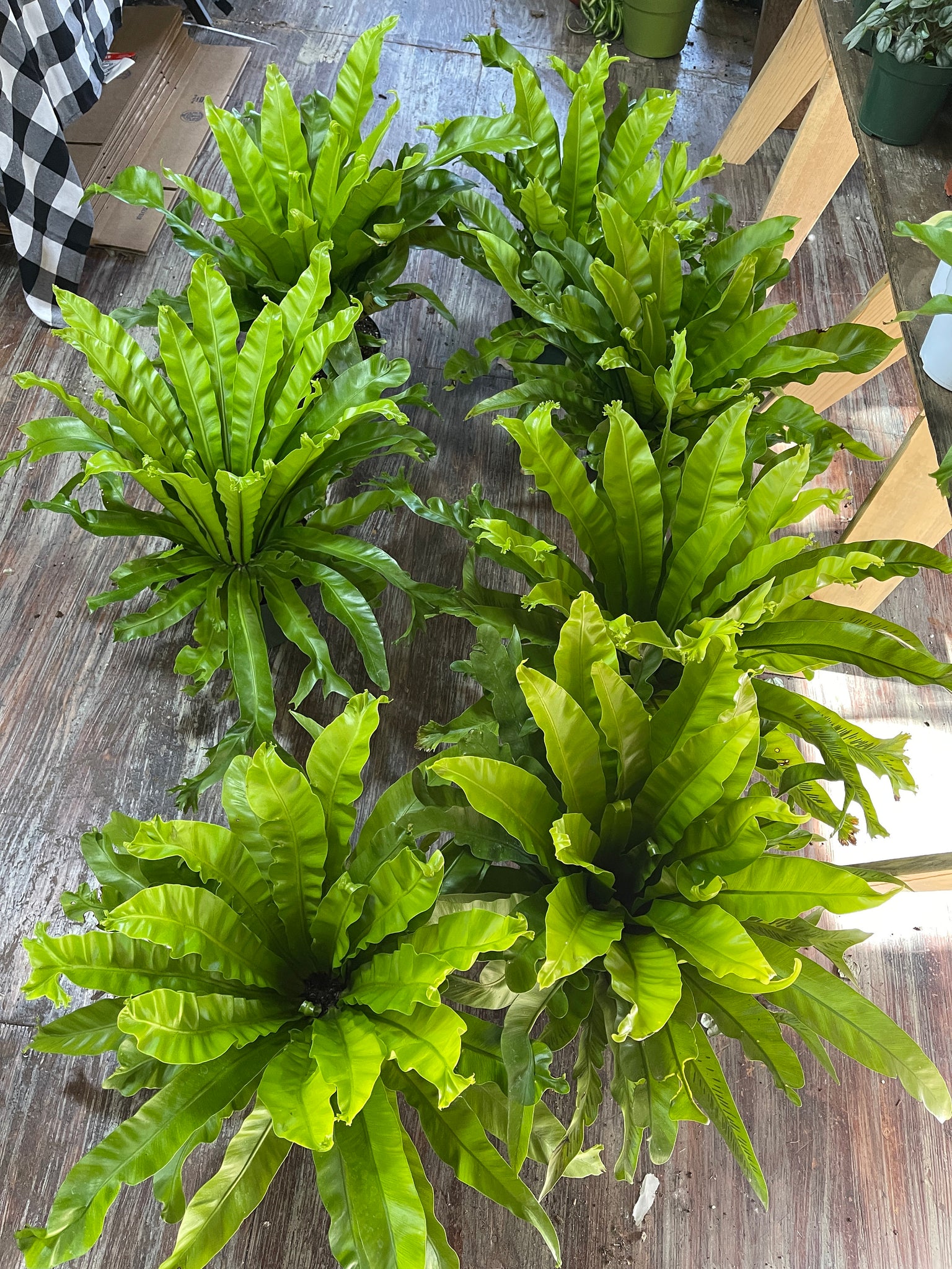 birds nest fern for sale near me Bird's Nest Fern 8" Pot / Grower Pot by Succulents Box