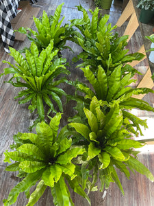 8” pot Bird Nest Fern Leslie Bird nest Fern 15” tall and wide