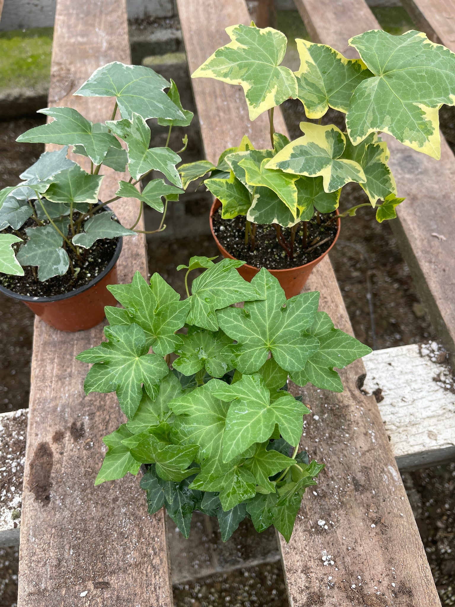 english ivy plant pot English Ivy collection 3 plants Bundle 3-4” pots – Dose of Succulents