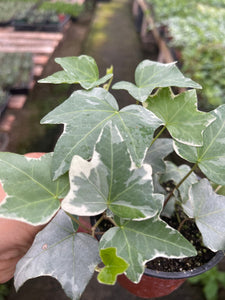 4” pot Variegated white English ivy