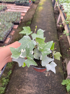 4” pot Variegated white English ivy