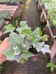 4” pot Variegated white English ivy