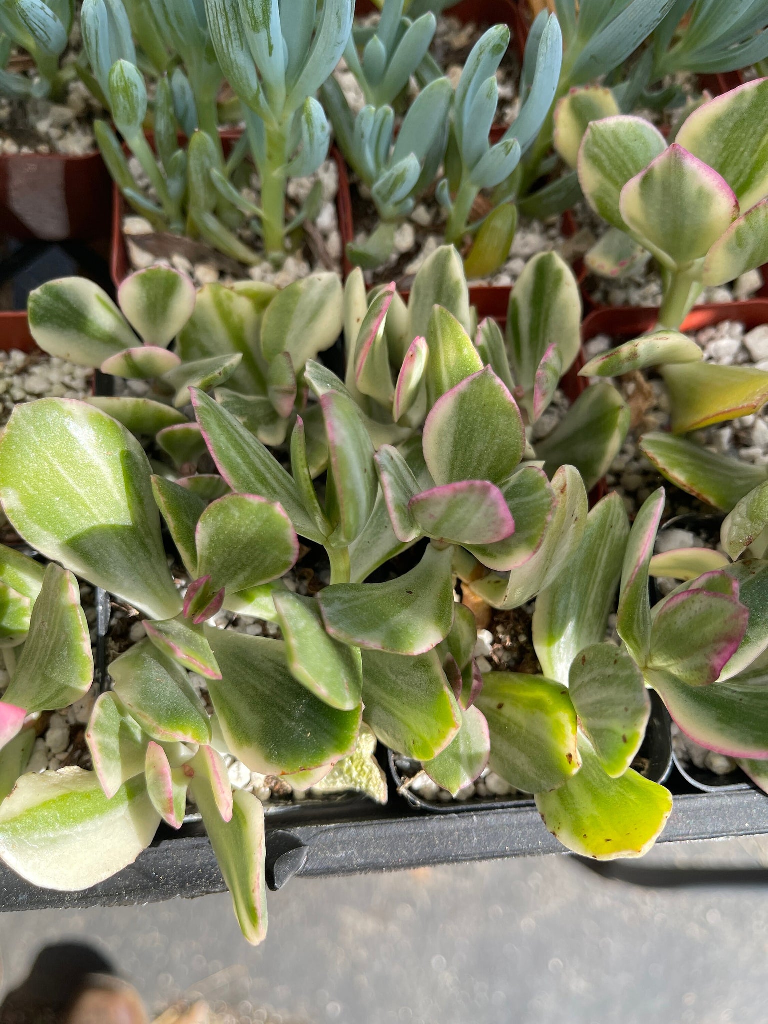 variegated jade plant Variegated Jade Plant Crassula 2'' pot – Dose of Succulents