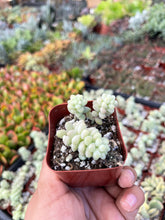 Load image into Gallery viewer, 2” burros Tail Sedum Donkey tail plant
