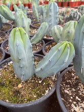 Load image into Gallery viewer, Branched Myrtillocactus Geometrizans Blue Candle Stick Plant