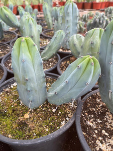 Branched Myrtillocactus Geometrizans Blue Candle Stick Plant