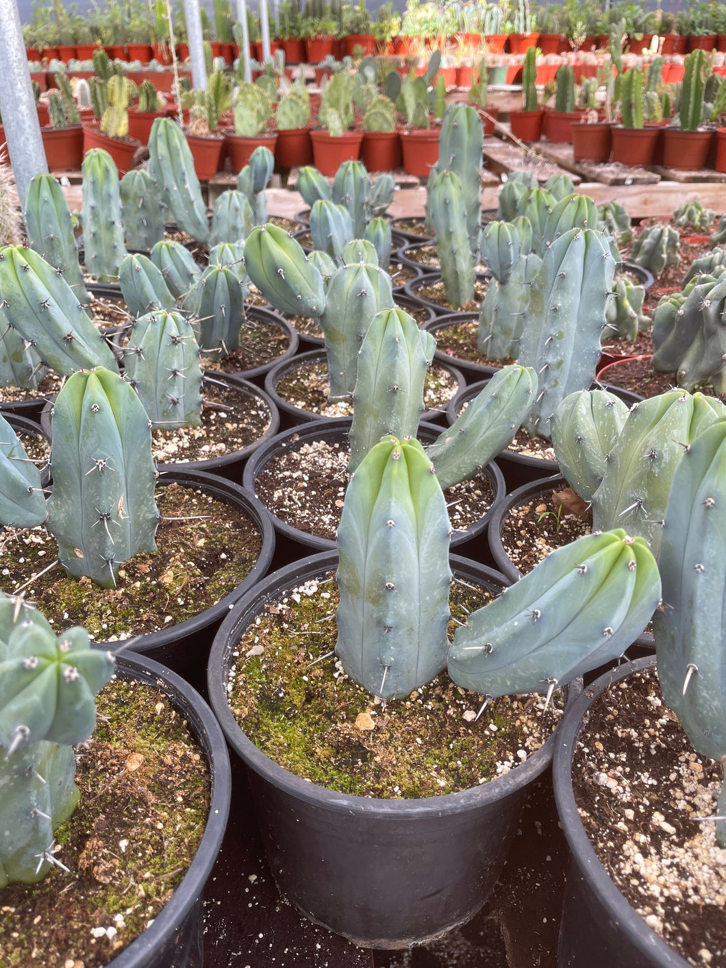 Branched Myrtillocactus Geometrizans Blue Candle Stick Plant