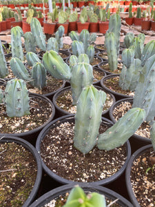 Branched Myrtillocactus Geometrizans Blue Candle Stick Plant